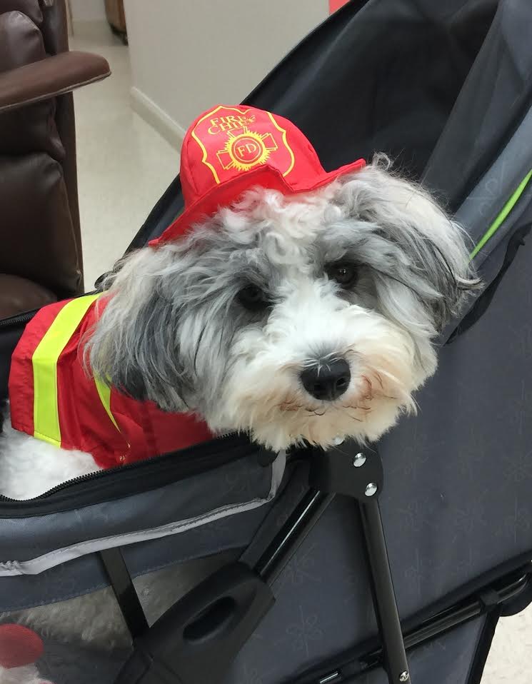 small teddy bear schnoodle